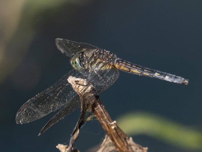 Pachydiplax longipennis (Blue Dasher) female.jpg